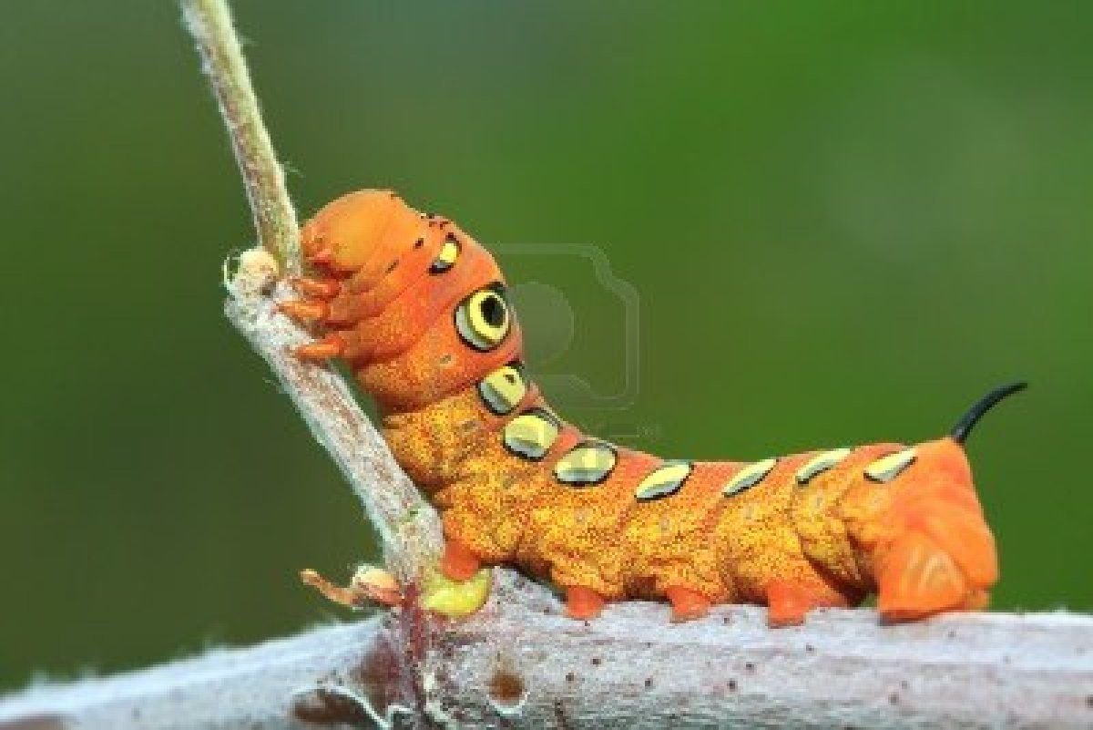 Гусеница с оранжевыми рогами