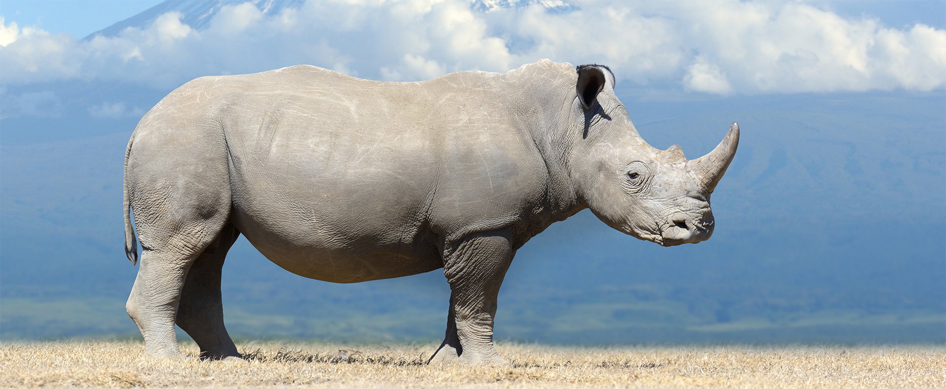 Носорог это какое животное. Носорог. Белый гигантский носорог. Носорог фото. Носорог в Африке.