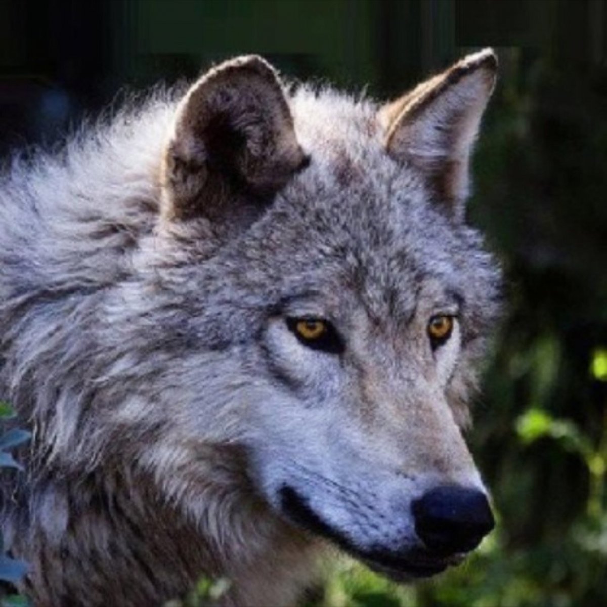 Серый пушистый волк