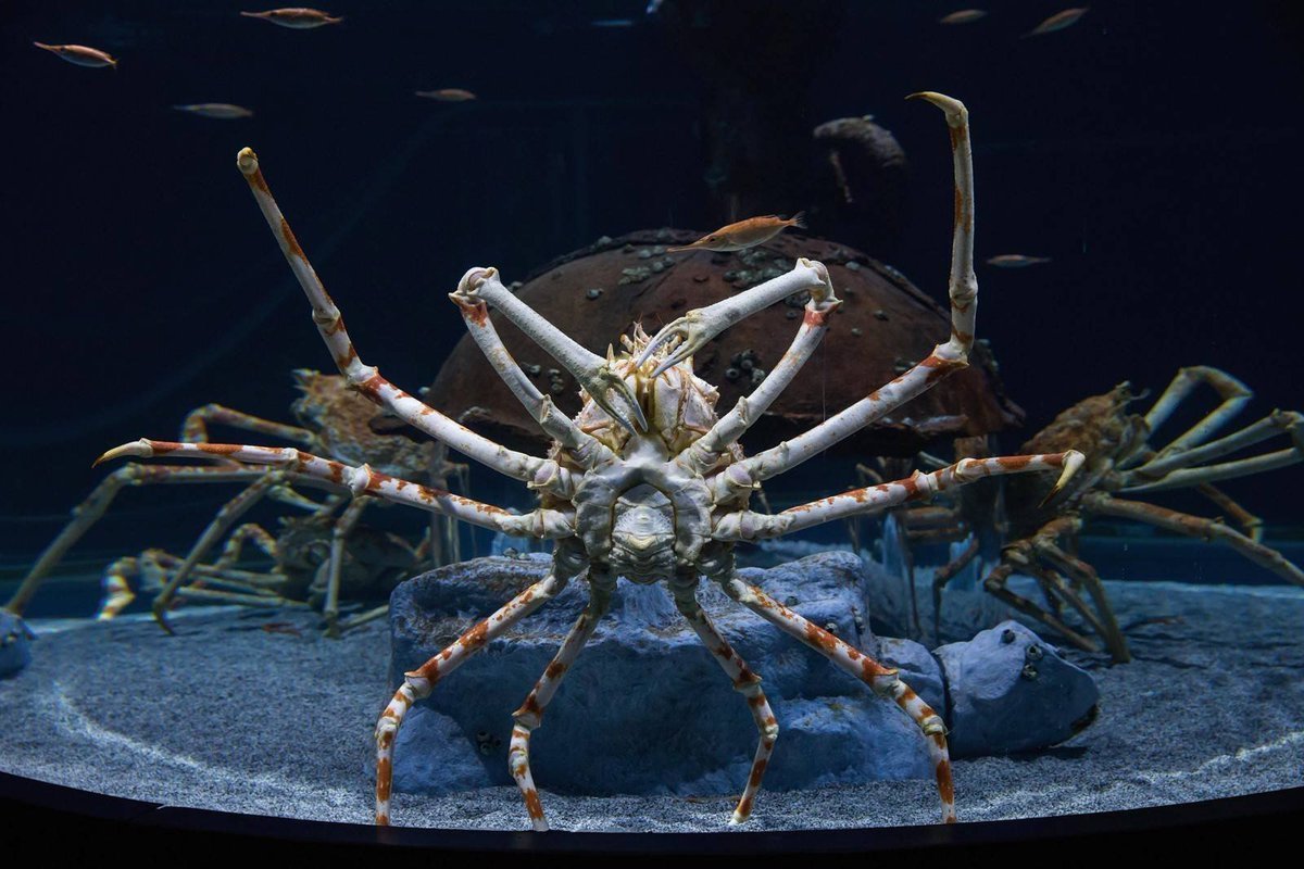 Панцирь краба паука