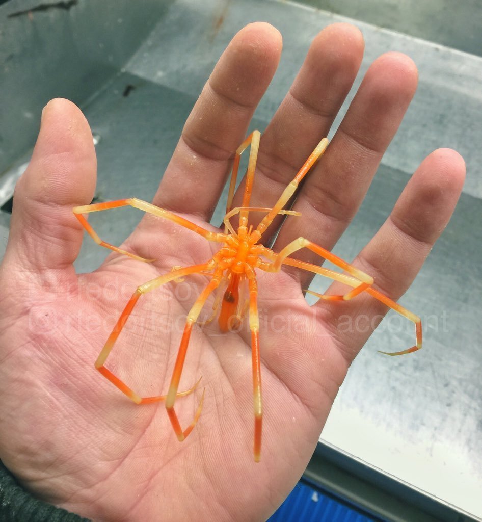 Глубоководный морской паук