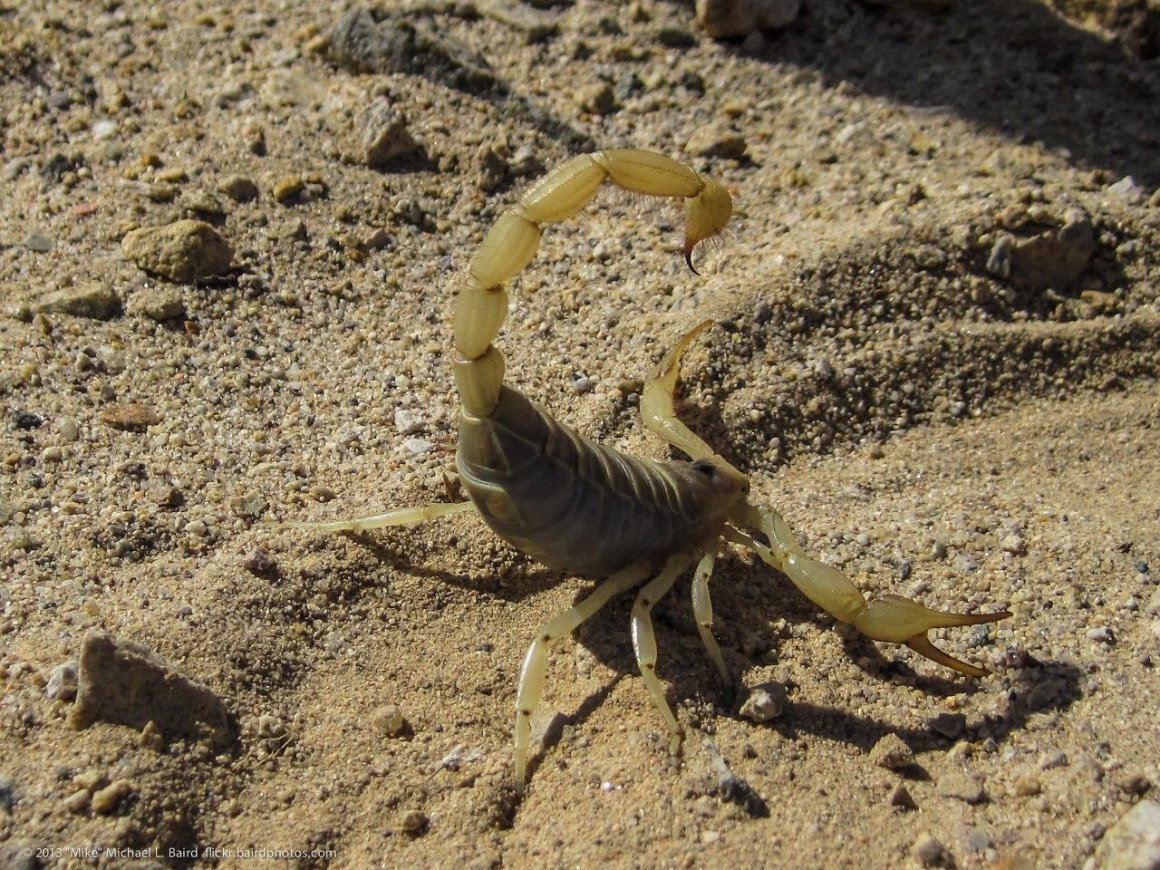 Desert Scorpion