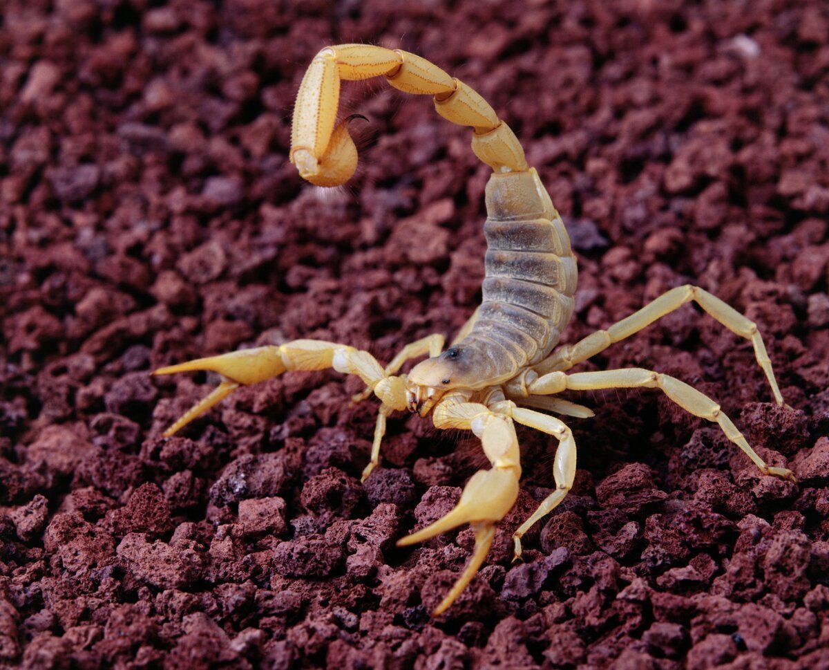 Скорпион в пустыне