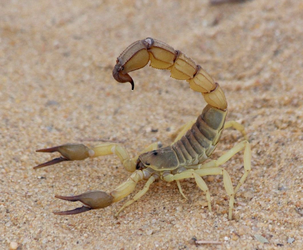 Желтый толстохвостый Скорпион