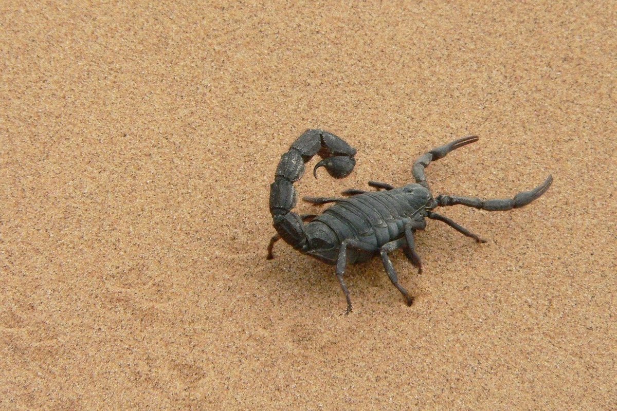 Аризонский древесный Скорпион