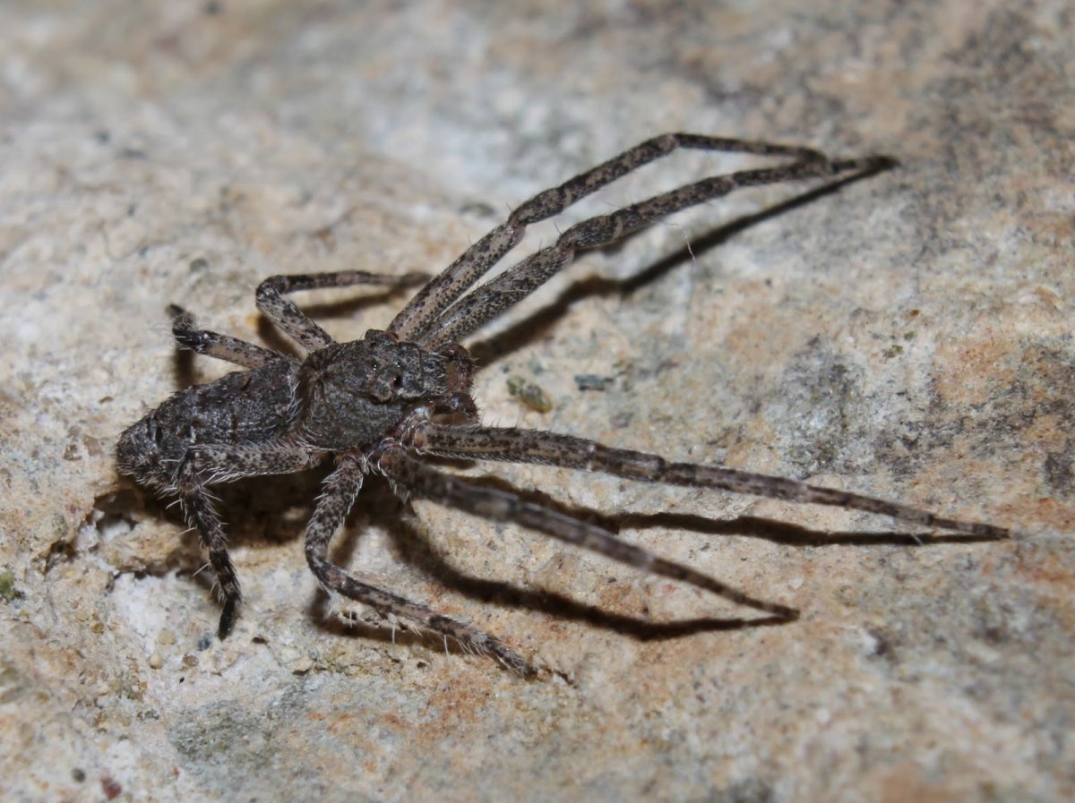 Кипрский Тарантул паук волк