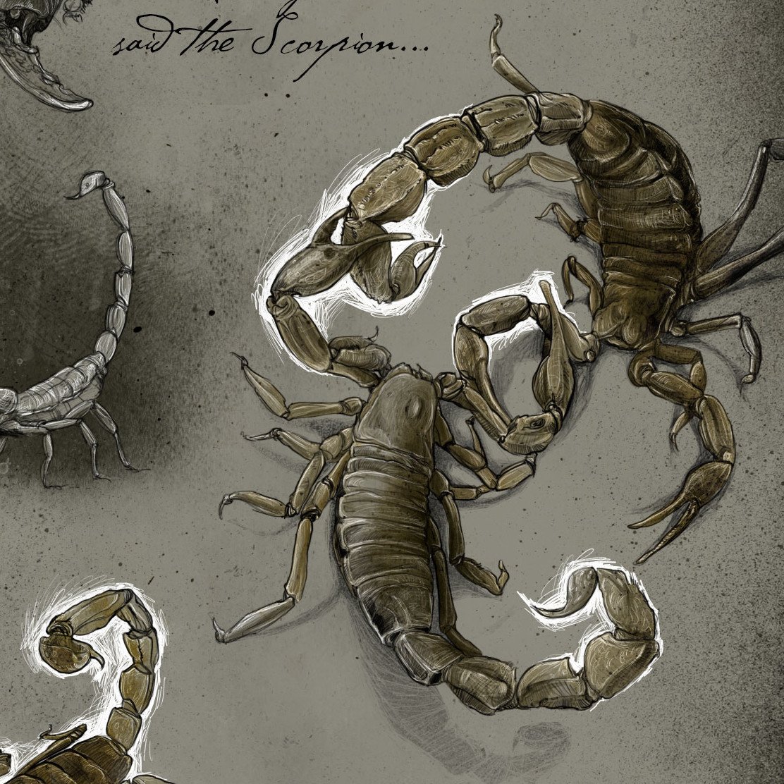 Спаривание скорпионов