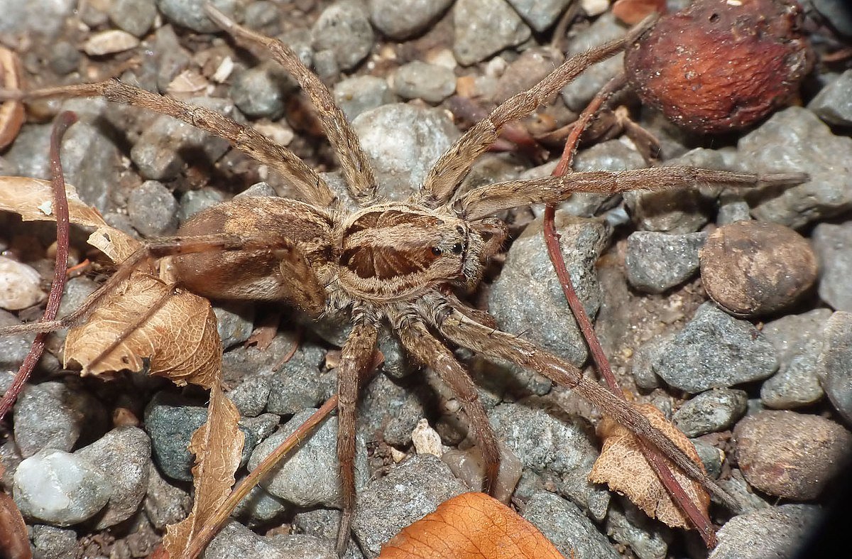 Систематика тарантула чернобрюхого