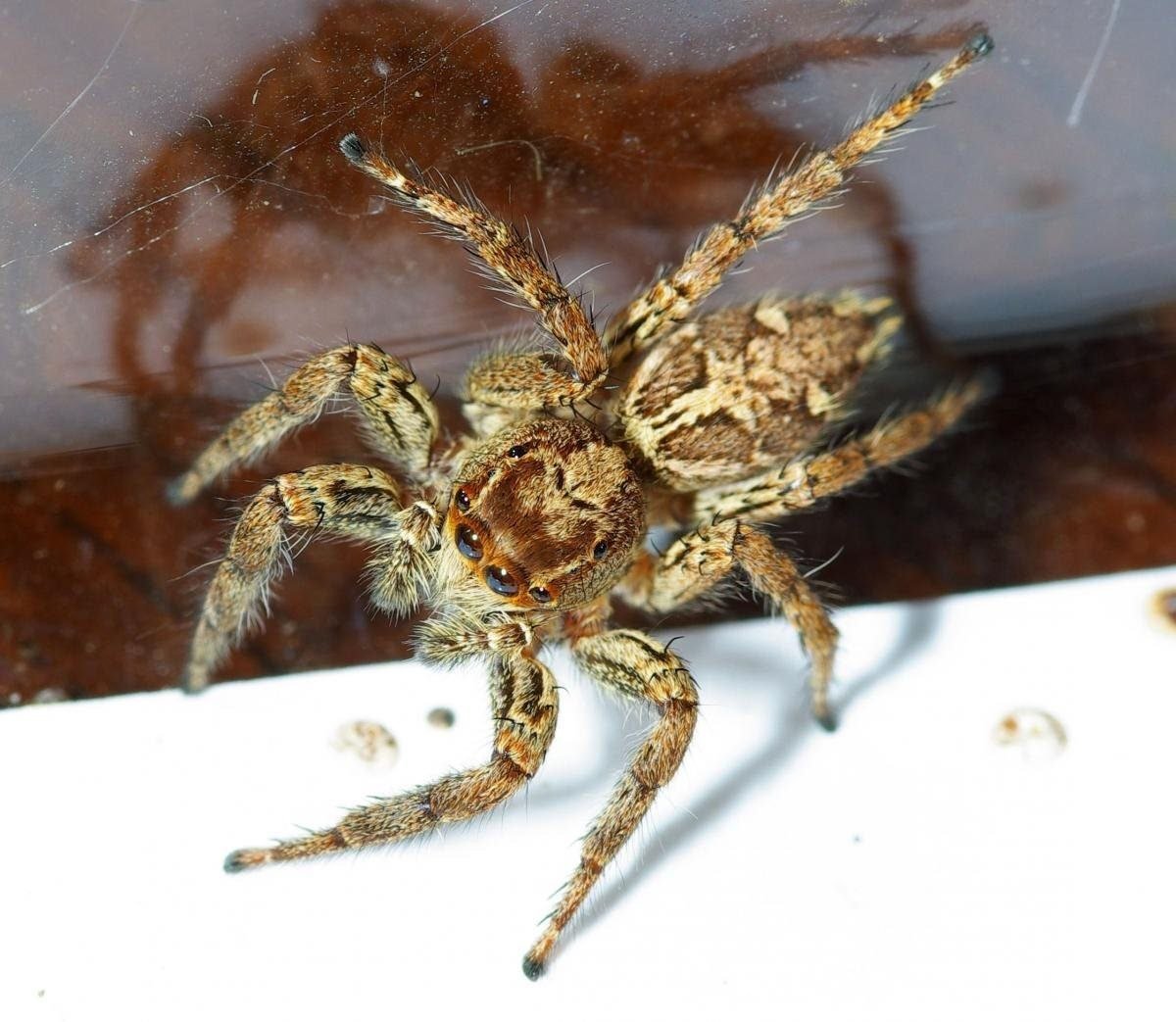 Ядовитые пауки Абхазии