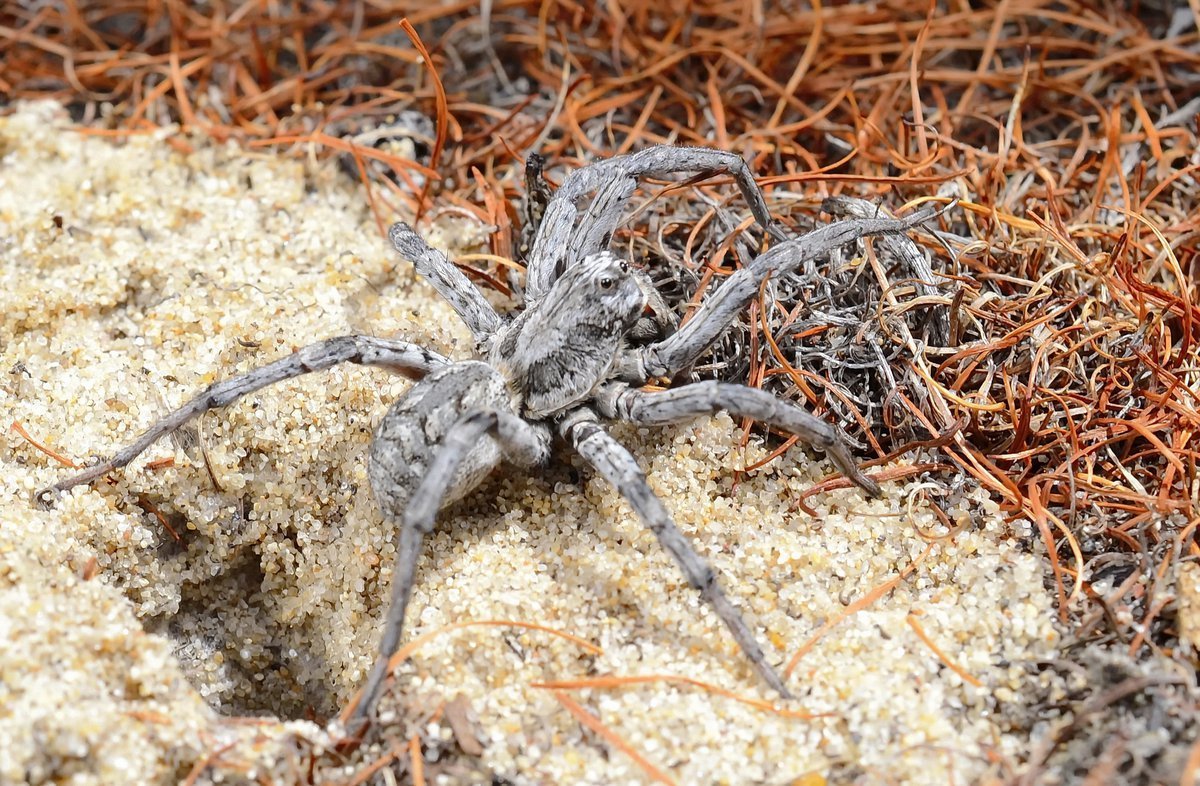 Южнорусский паук волк