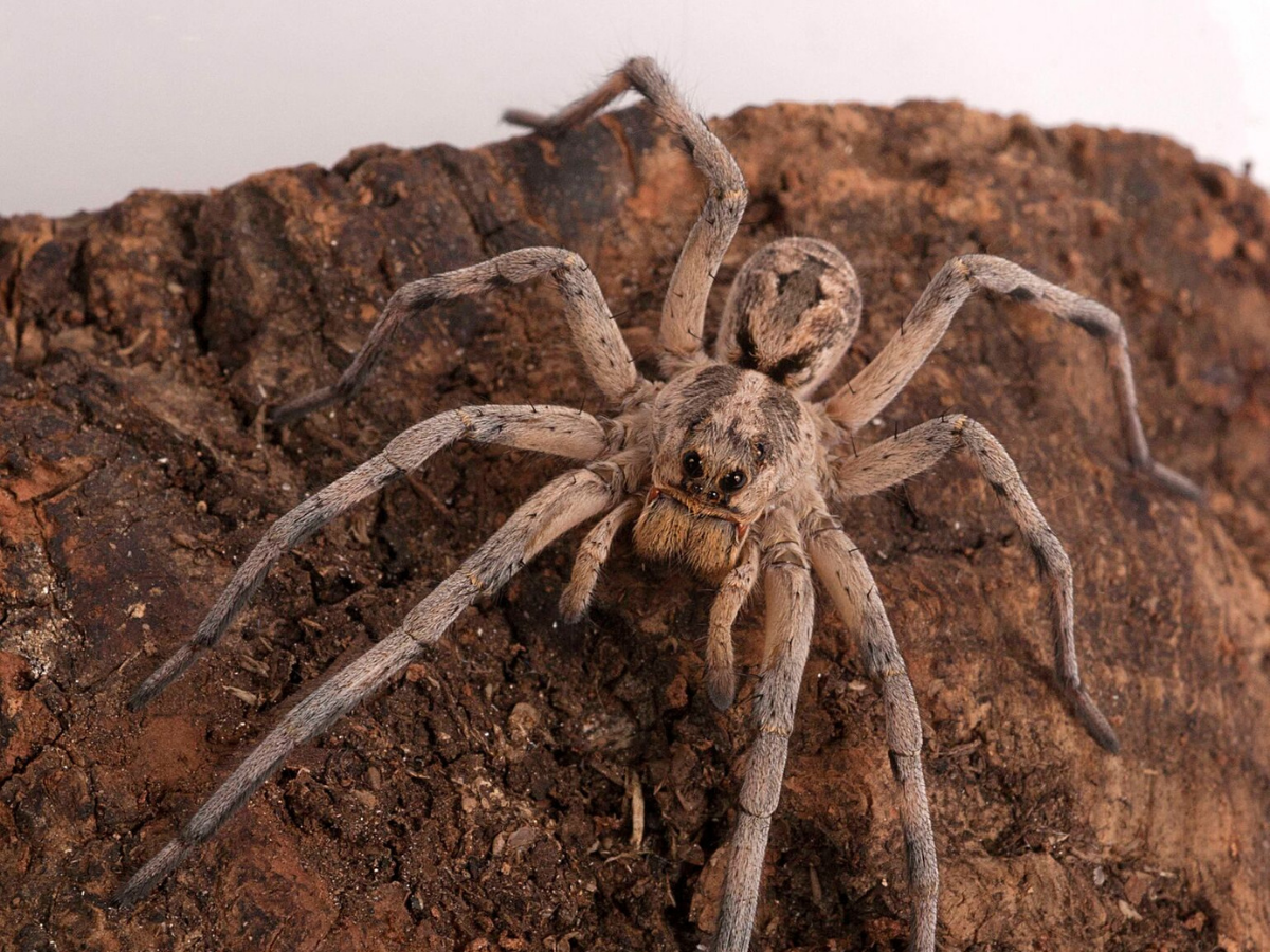 Пауки Ставропольского края