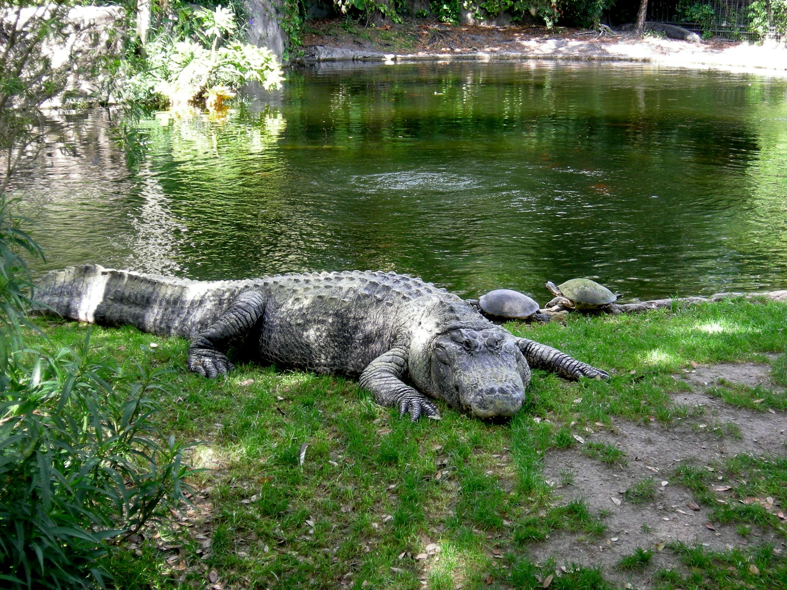 Фауна китая московский зоопарк. Флоридский Аллигатор. Флорида крокодилы. Белградский зоопарк Аллигатор.