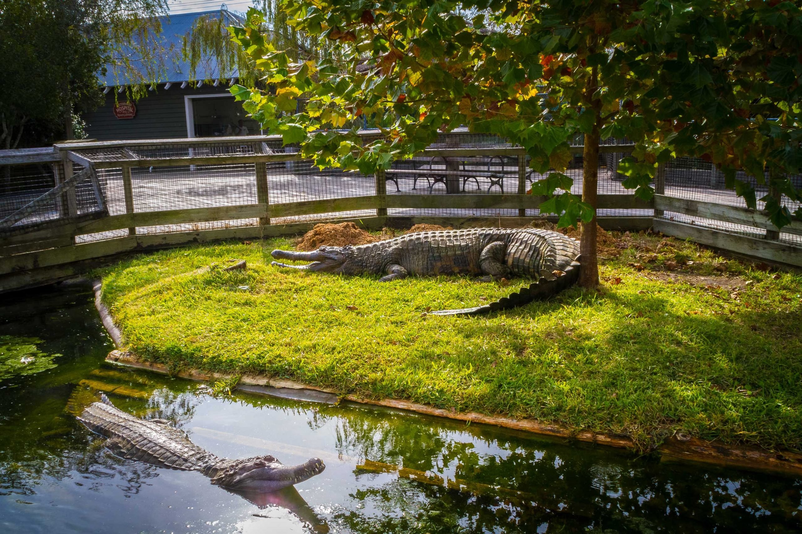 Крокодил в водоеме. Ростовский зоопарк вольер крокодилов. Зоопарк Токио Аллигаторы. Крокодил в зоопарке.