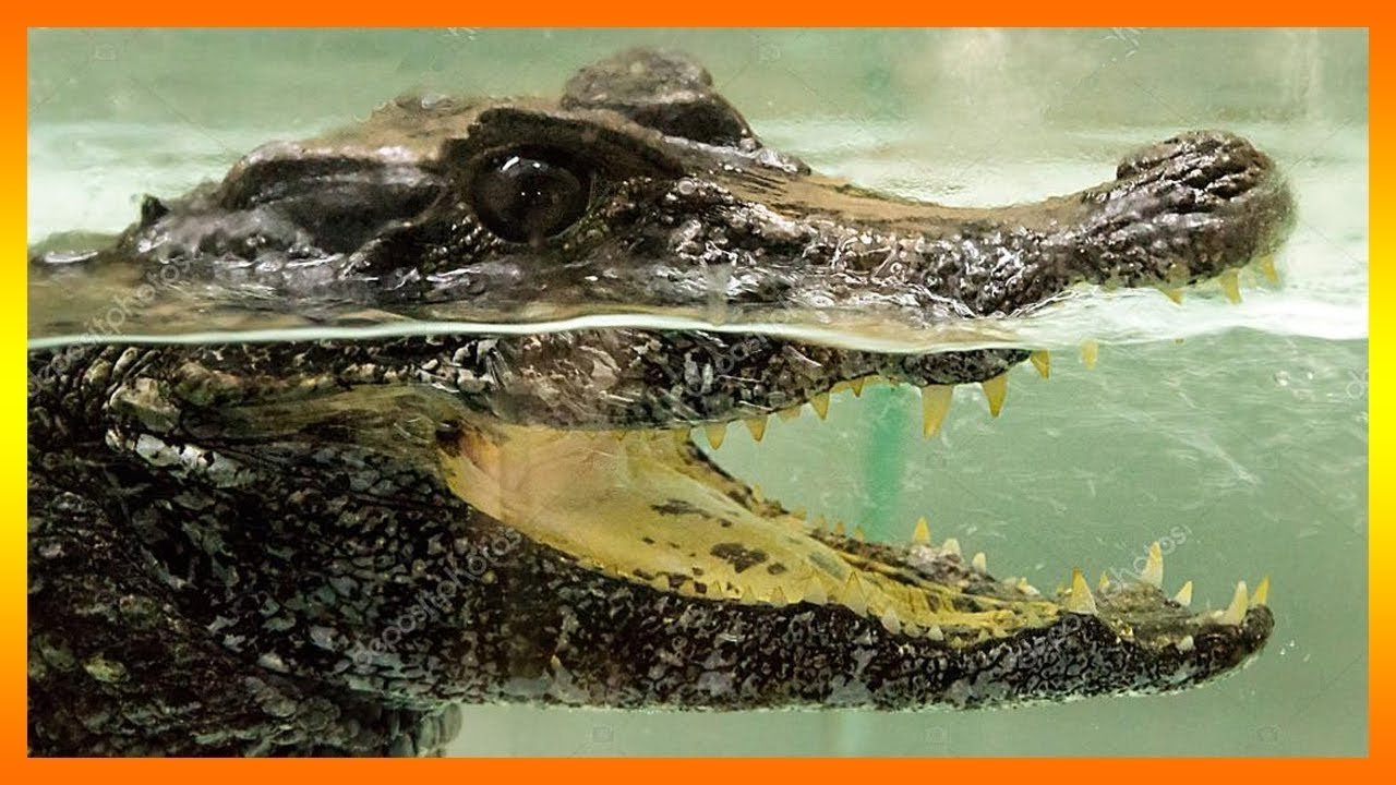 Крокодилы в соленой воде. Крокодил под водой. Крокодил над водой. Крокодил в воде. Крокодил из под воды.