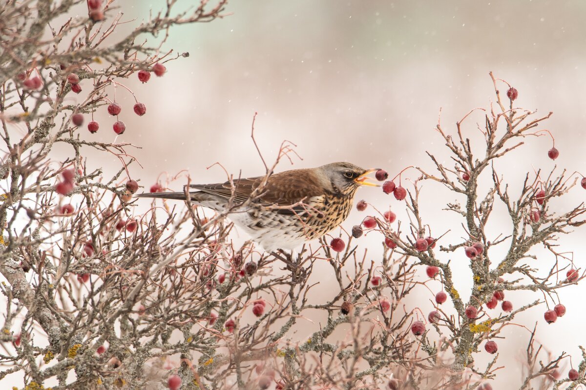 Щегол рябинник