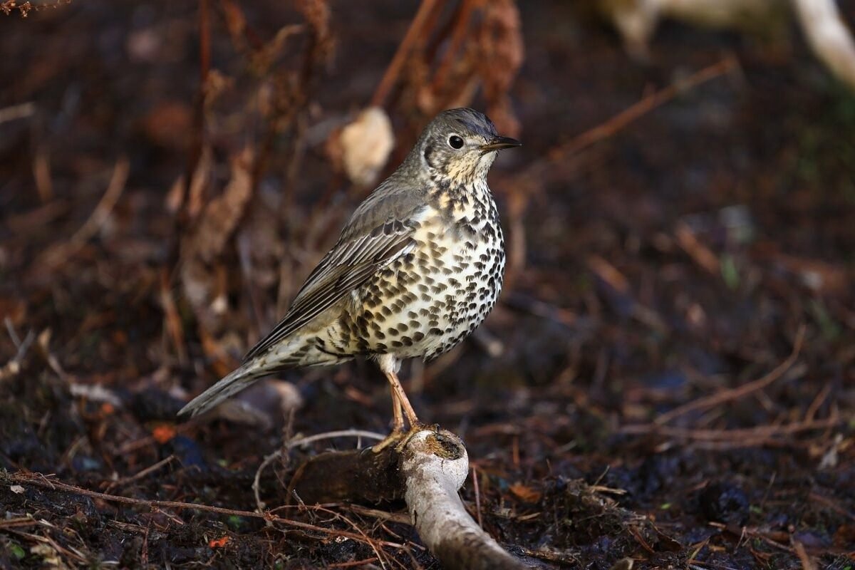 Певчий Дрозд деряба