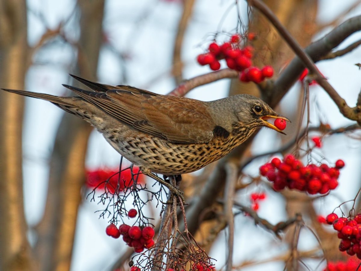Дрозд-рябинник (turdus pilaris)