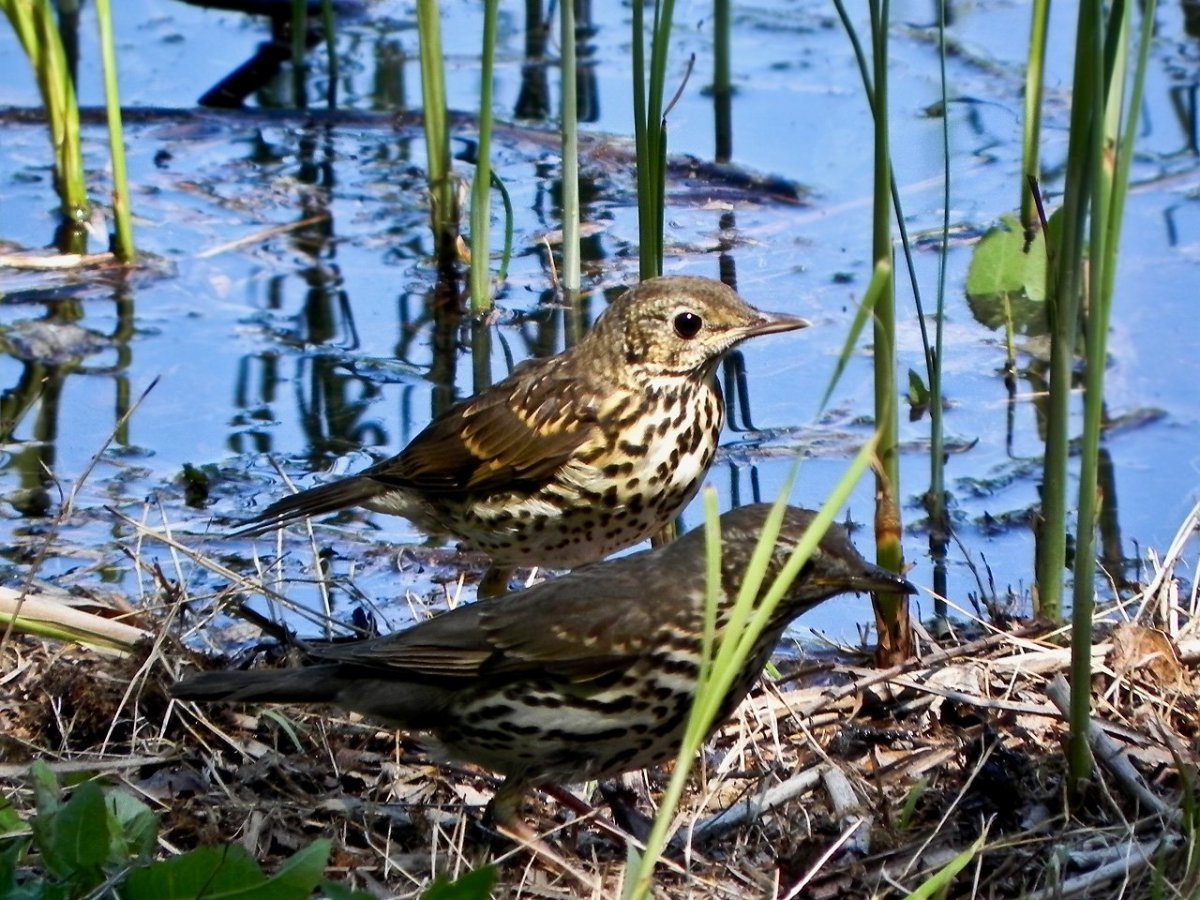 СВЕТЛОГРУДЫЙ Дрозд