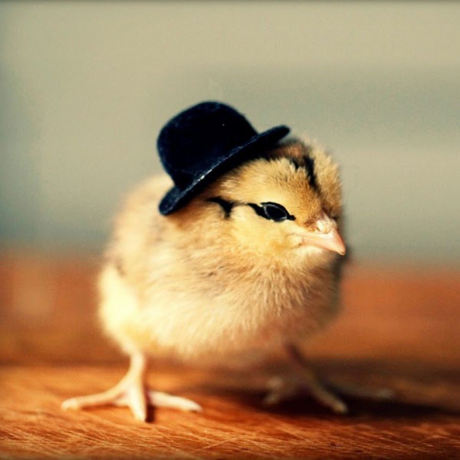Милый цыпленок