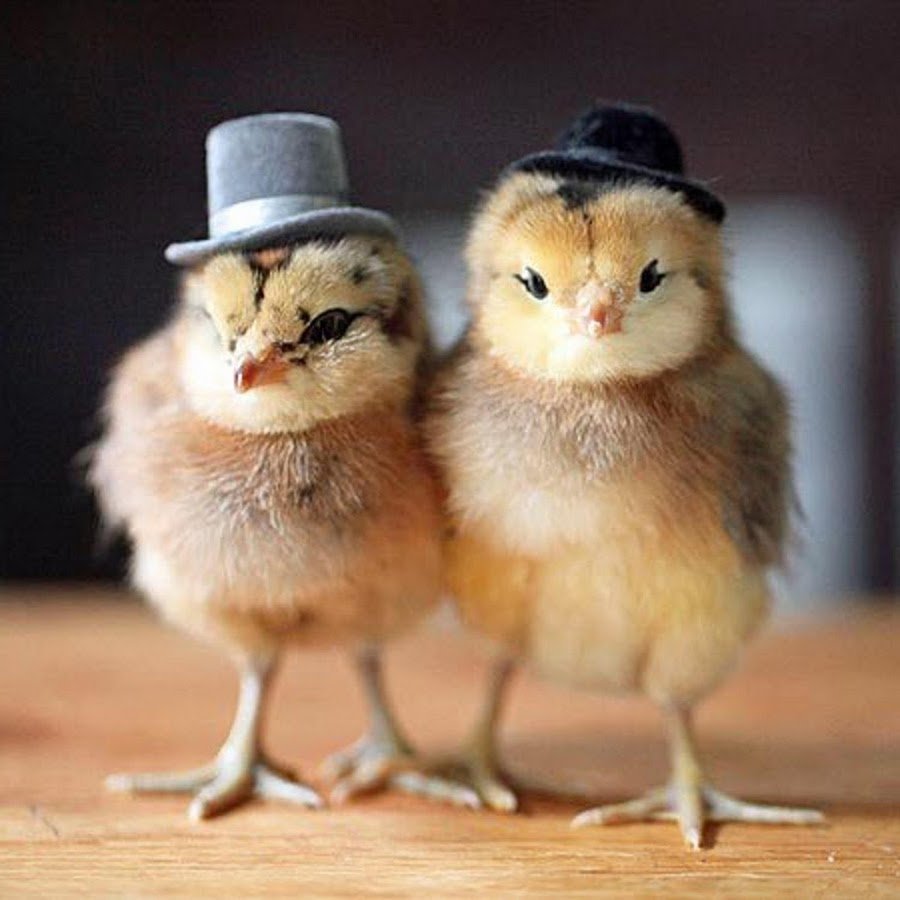 Продавцу цыплят с открытием сезона