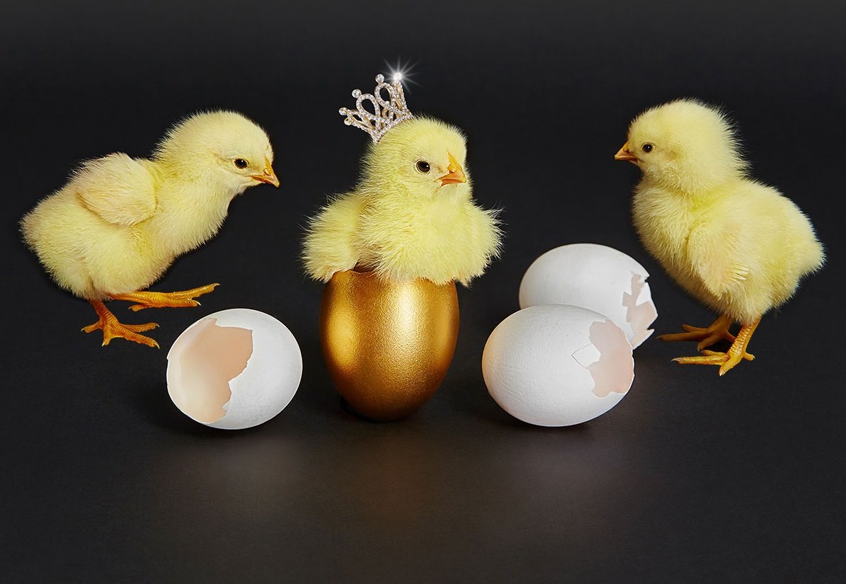 Реклама цыплят