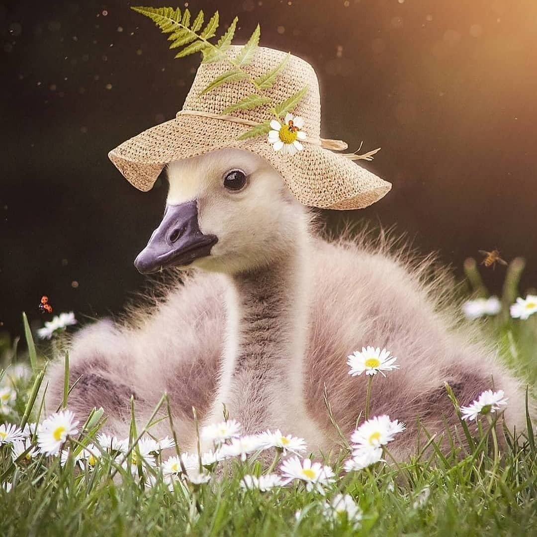 Птица в шляпе