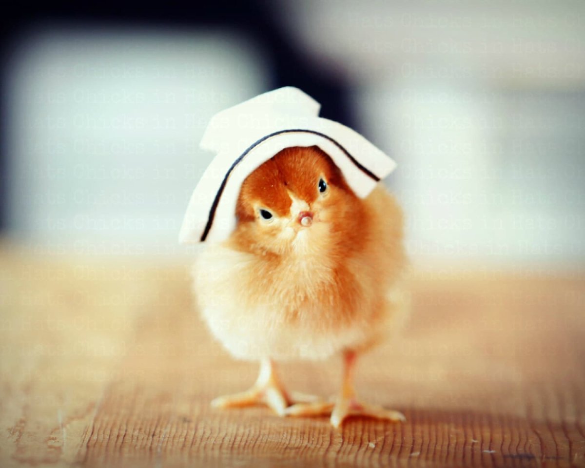 Шапочка цыпленка