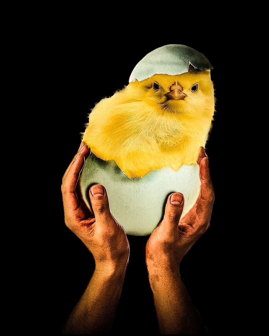 Цыпленок в шляпе