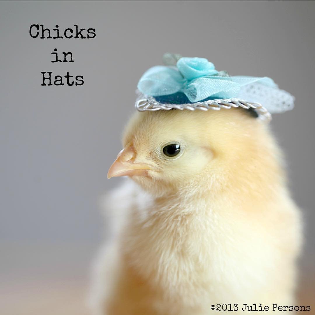 Милые шляпки цыпленок