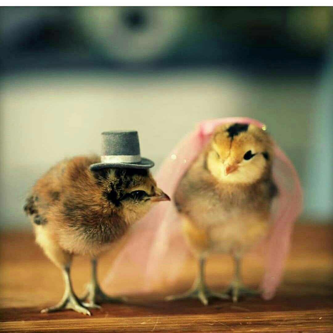 Милые шляпки цыпленок