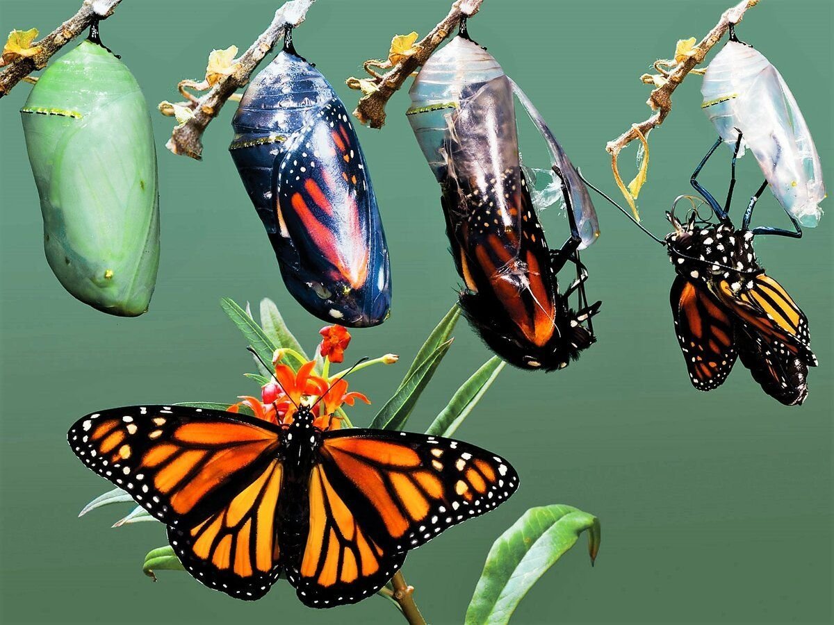 Поликсена бабочка куколка