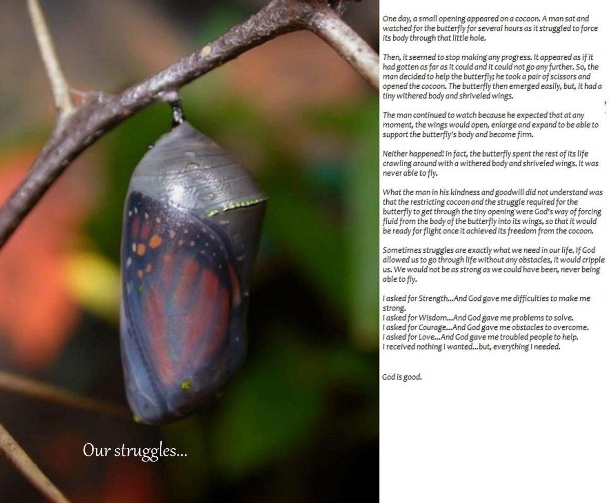 Монарх Хризалис бабочка кокон