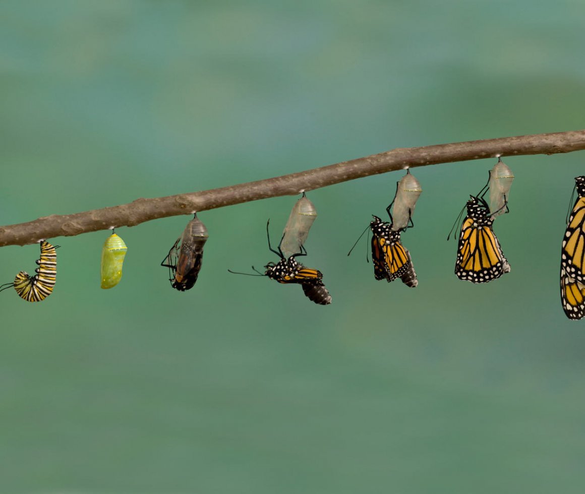 Превращение из гусеницы в бабочку