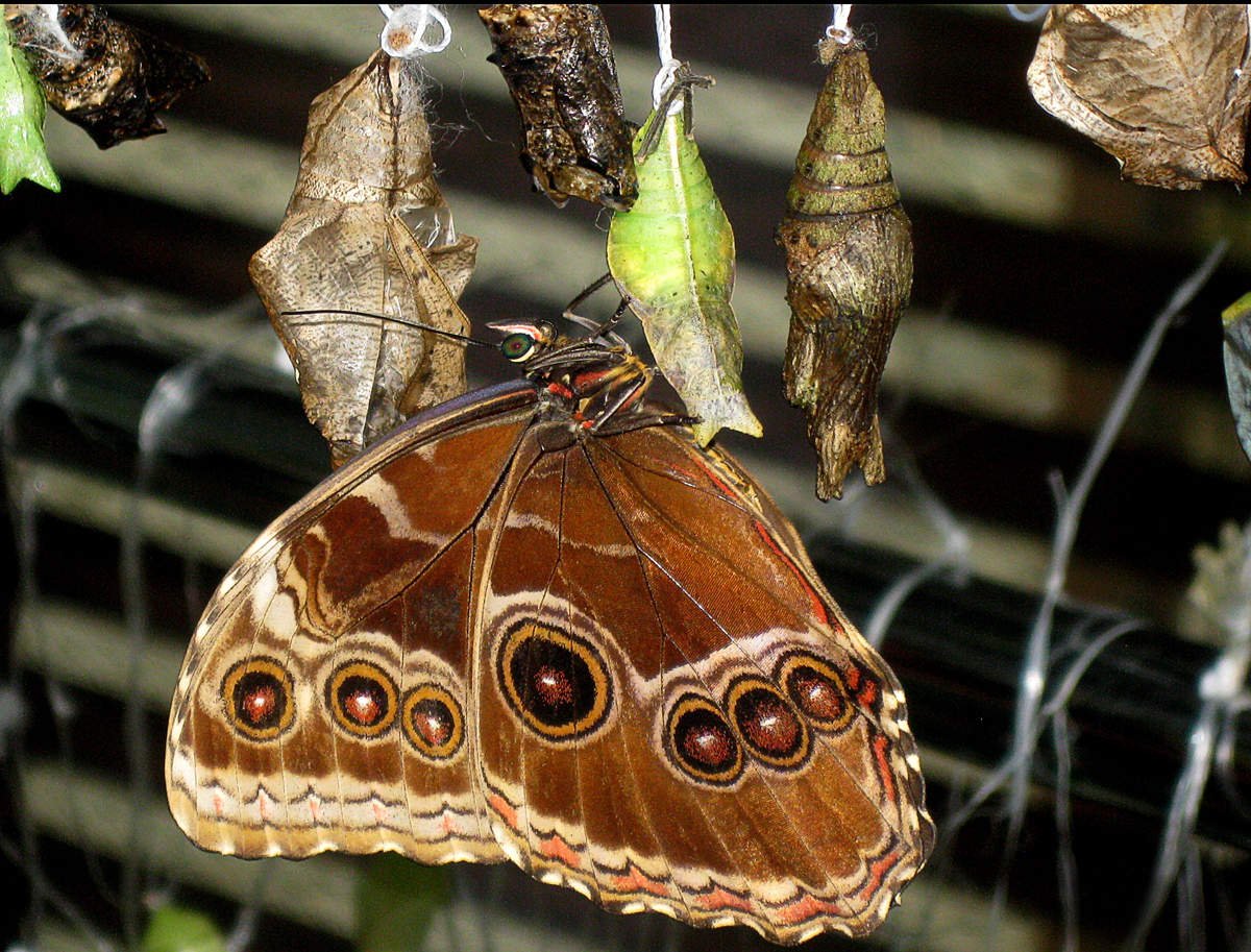 Куколки чешуекрылых