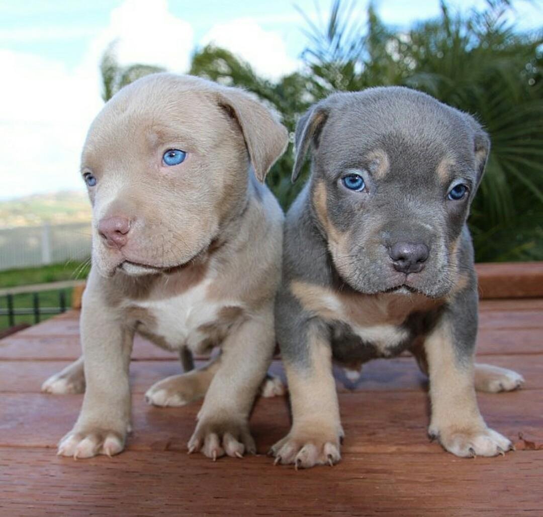 Питбуль щенок 1 месяц серый