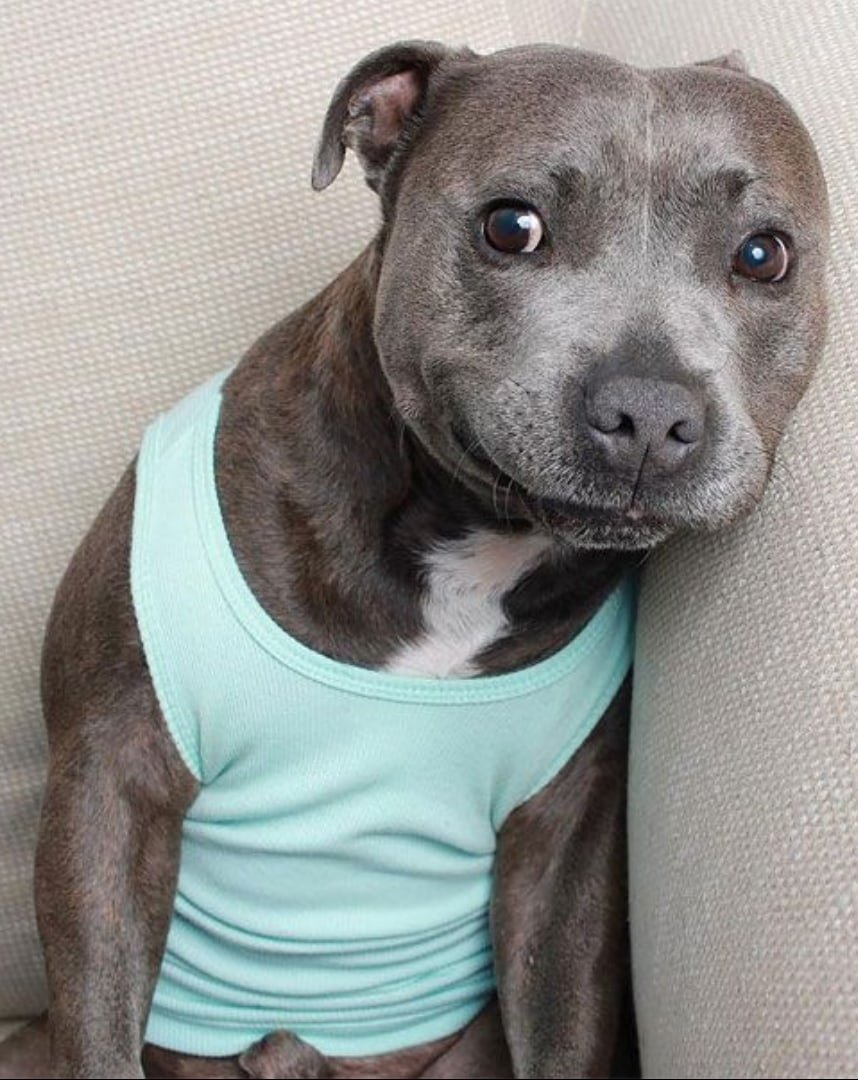 Собака похожая на стаффа