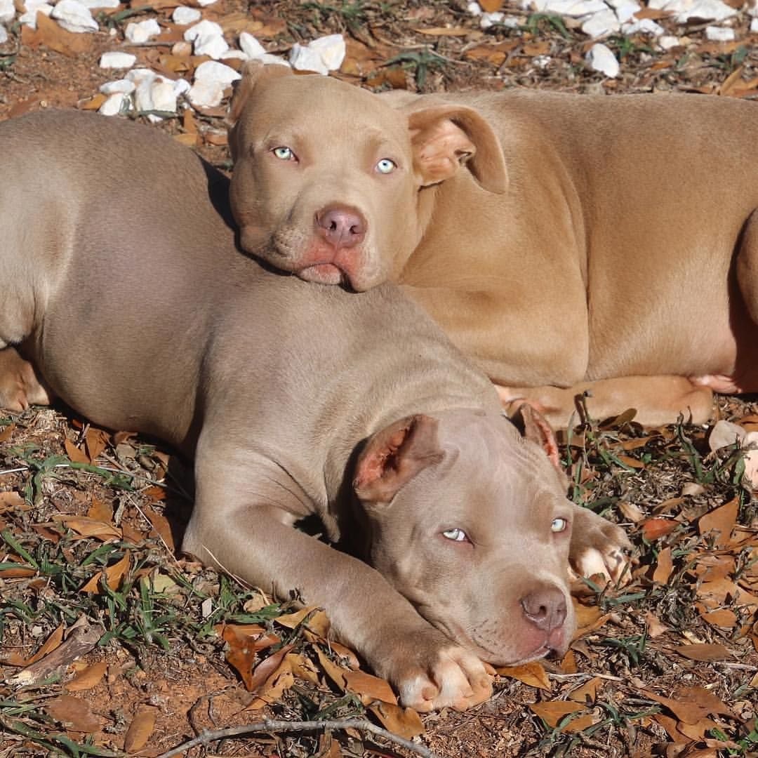 Изабелловый питбуль