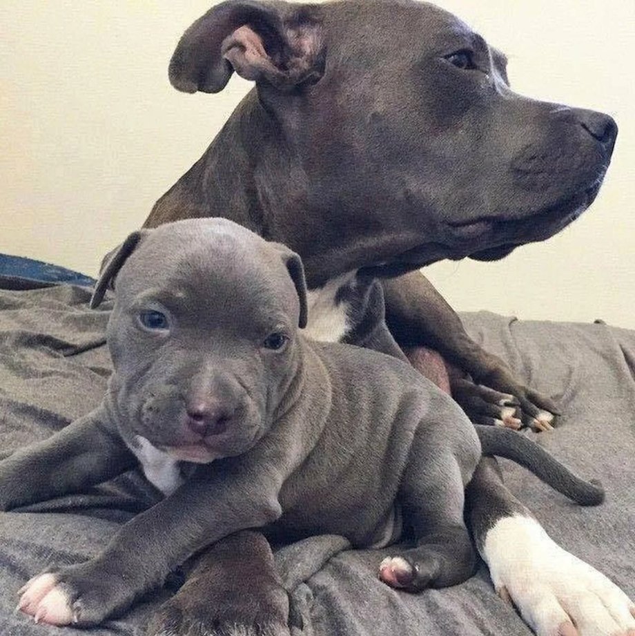 Питбультерьер щенок и взрослый