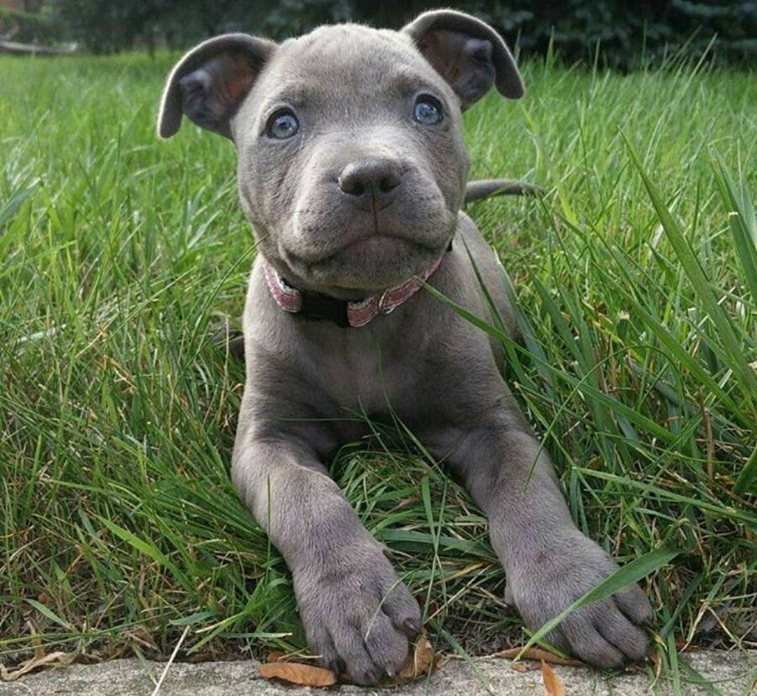 Щенок питбуля девочка