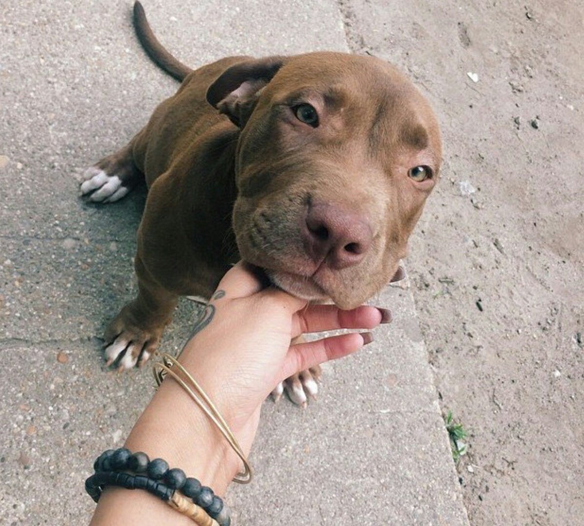 Питбультерьер тигровый