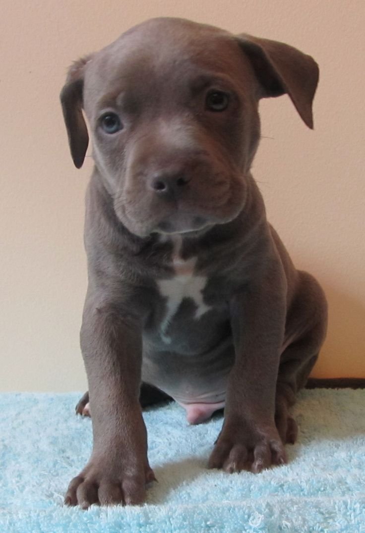 Питбуль щенок 2 месяца