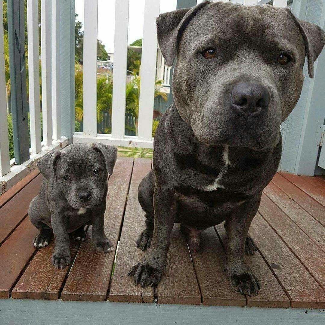 Подросшие щенки питбуля