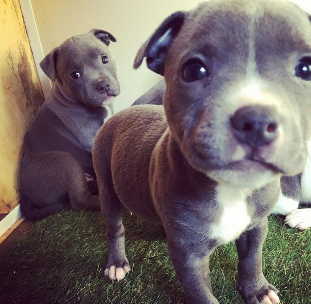 Щенки питбуль чихуахуа