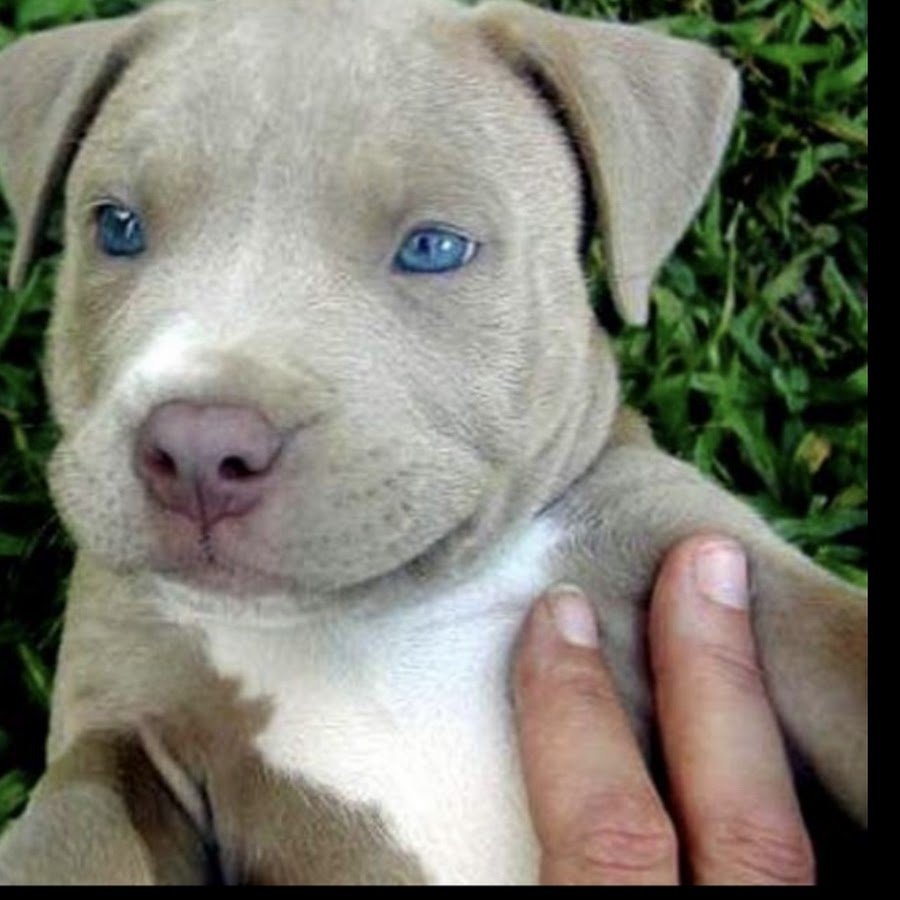 Pitbull with Blue Eyes