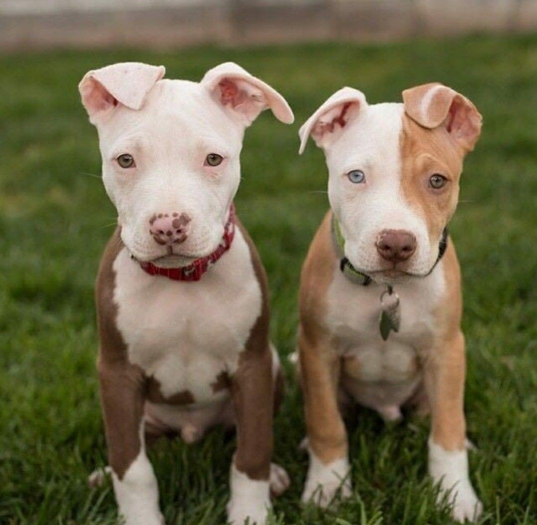 Амстафф бультерьер