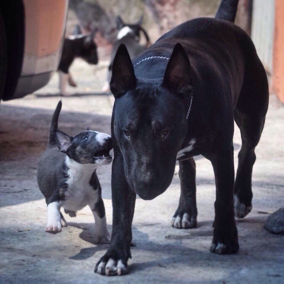 Бультерьер черный