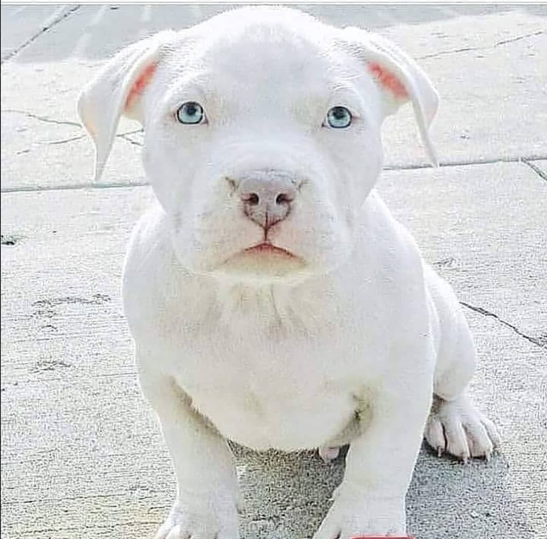Питбуль милый белый