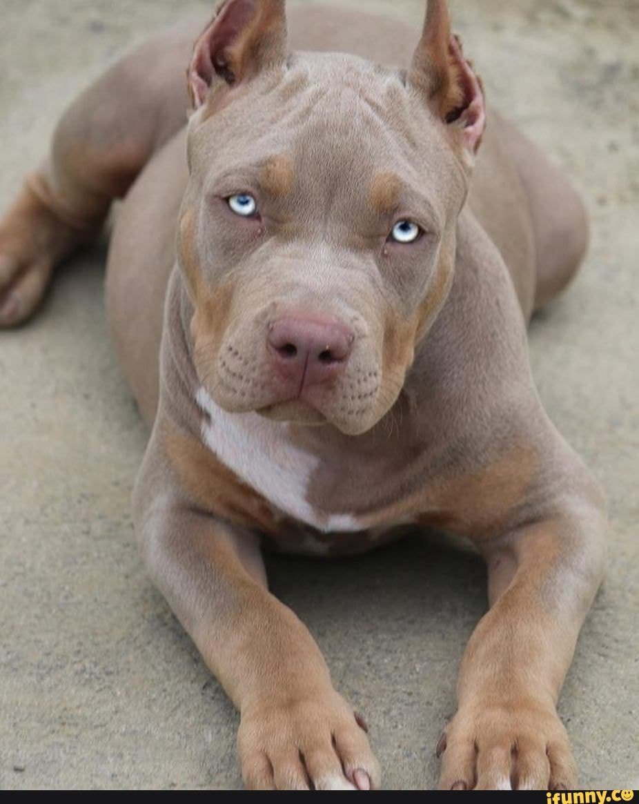 Амстафф лиловый