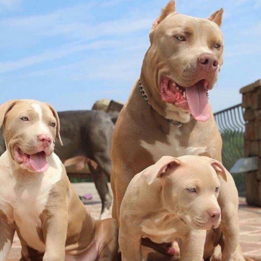 Питбуль Прайтер