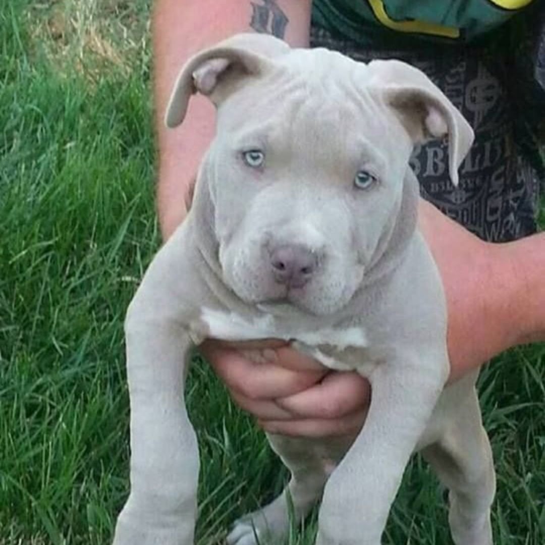 Стаффордширский терьер разноглазые